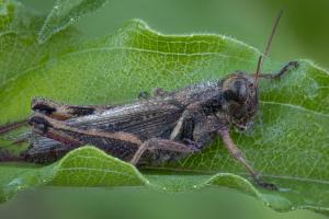 Dark colored grasshopper on a green leaf covered in dew.