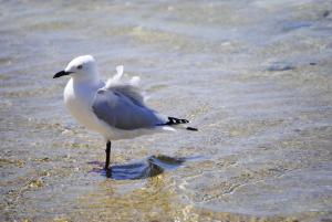 Competition entry: Wind Ruffled Feathers