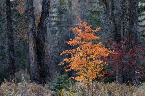 Competition entry: Autumn Splendor