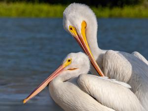 Competition entry: being pretty