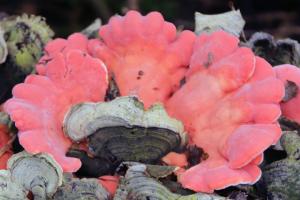 Competition entry: Fall Fungi