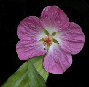 Competition entry: Hibiscus