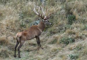 Competition entry: Red Stag