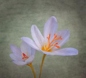 Competition entry: Fall Crocus