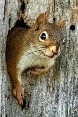 Competition entry: Peek-A-Boo