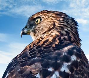 Competition entry: The Stare Down