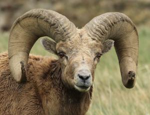 Competition entry: Badlands Ram