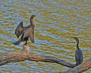 Competition entry: Two On A Tree