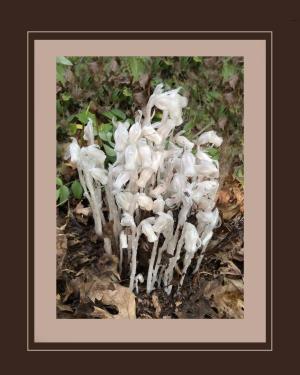 Competition entry: A Gathering of Ghosts