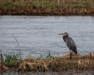 Competition entry: Heron Looking Left