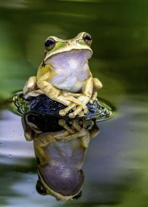 A Masked tree frog.  Taken in Costa Rica