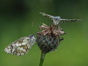 Competition entry: Chillin'