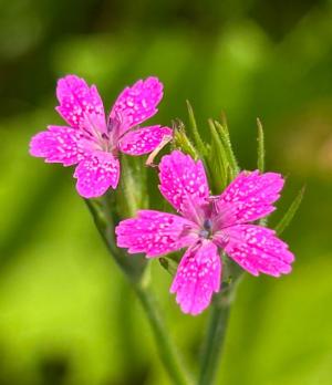 Competition entry: Deptford Pink in Perrot State Park