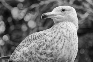 Competition entry: I'm posing, now take my picture!