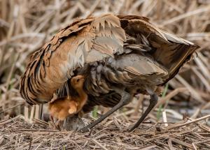 Competition entry: Nap's Over