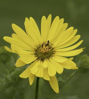 Competition entry: Compass Plant