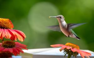 Competition entry: Hungry Hummingbird
