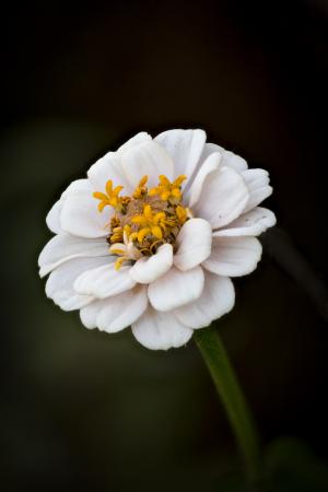 Closeup of white zinnia.