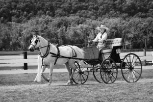 Competition entry: Carriage Driver