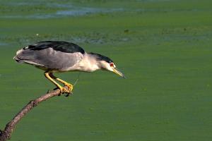 Competition entry: Getting Ready