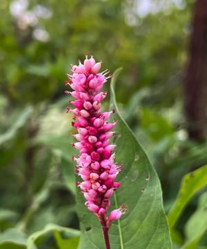 Competition entry: Pink Beauty 