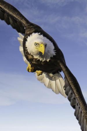 Competition entry: Coming at you!!!