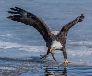 Eagle with Fish