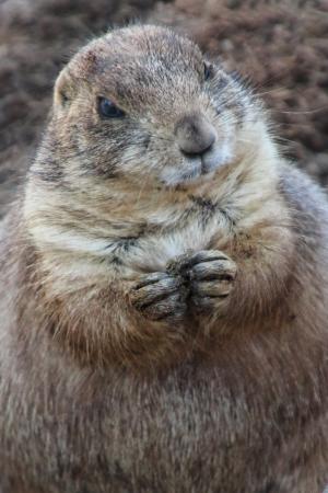 Competition entry: Praying Prairie Dog