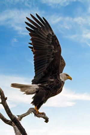 Competition entry: Ready for takeoff!!!