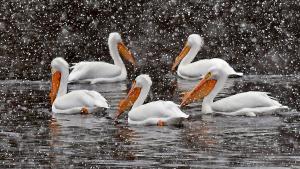 Competition entry: Snow Globe