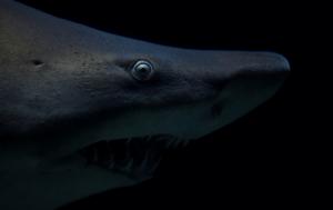 Competition entry: "Come on in, the water's... nope!"