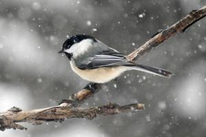 Competition entry: Chickadee in Snow