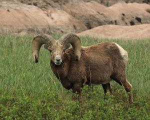 Competition entry: Mr. Big!!