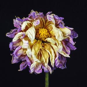 Competition entry: Withering Away