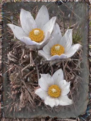 Competition entry: Pasque Flower 2