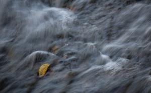 Competition entry: Leaf In Water
