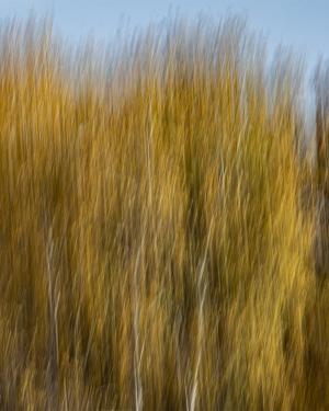 Competition entry: Color of Fall