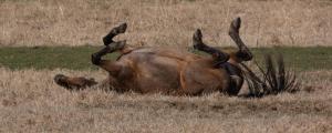 Horse rolling