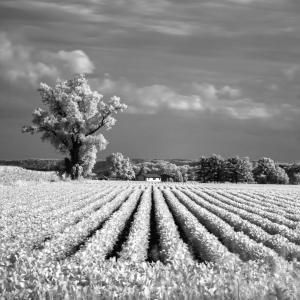 Competition entry: Little House