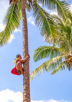 Competition entry: Climbing To Pick Coconuts
