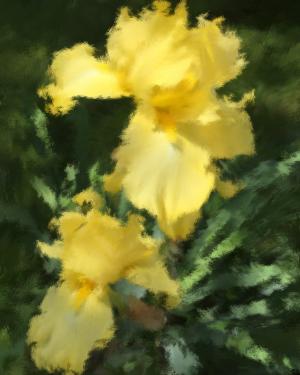 Competition entry: Yellow Iris Dream