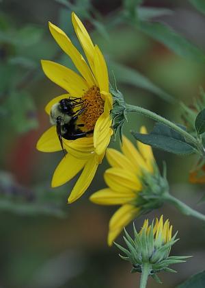 Competition entry: Bee In Yellow Flower