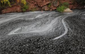 Competition entry: Nature's Art