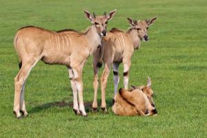 Competition entry: Threesome