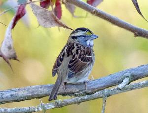 Migratory White Crowned Sparrow 