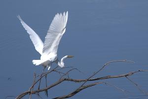 Competition entry: Egret :Leaving