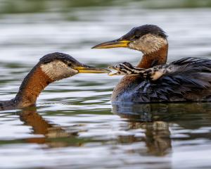 Red-necked Grebes with their very hungry baby.