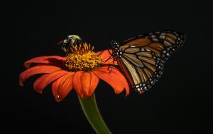 Competition entry: Butterfly and bee