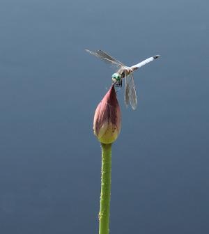 Competition entry: Dragonfly