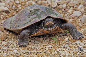 Competition entry: Turtle